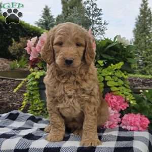 Teddy, Mini Goldendoodle Puppy